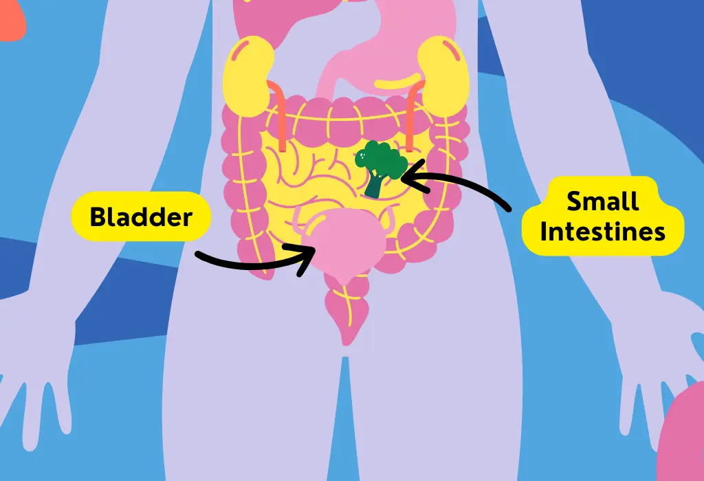 Gallbladder bloating